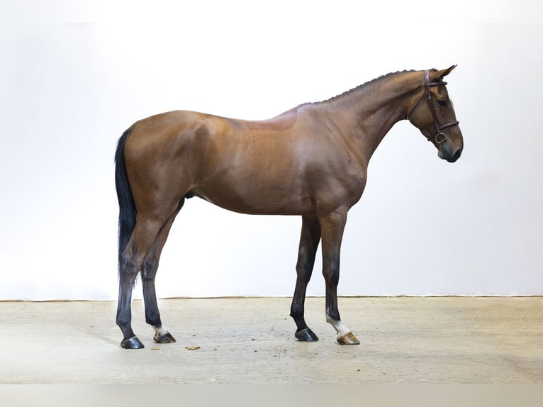 KWPN Wallach 4 Jahre 177 cm Brauner in Waddinxveen