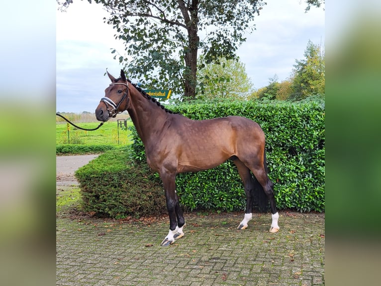 KWPN Wallach 4 Jahre 178 cm Brauner in Heukelom