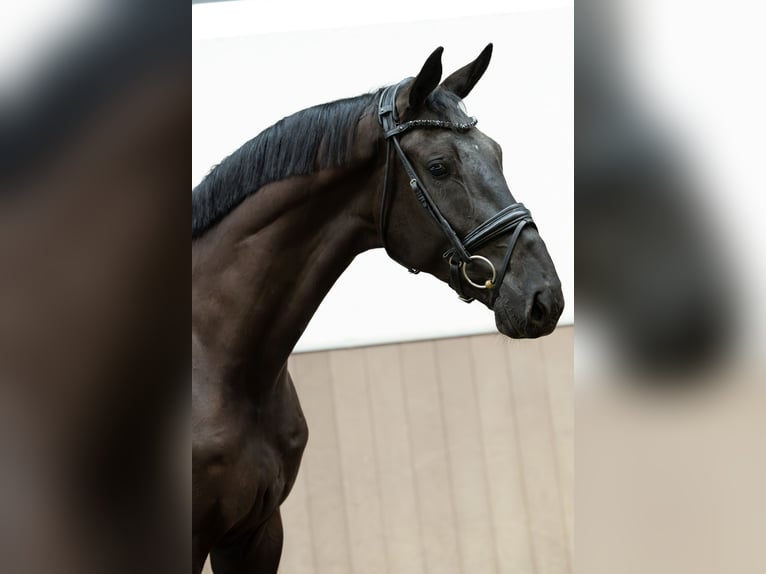 KWPN Wallach 4 Jahre 178 cm Rappe in Maren-Kessel