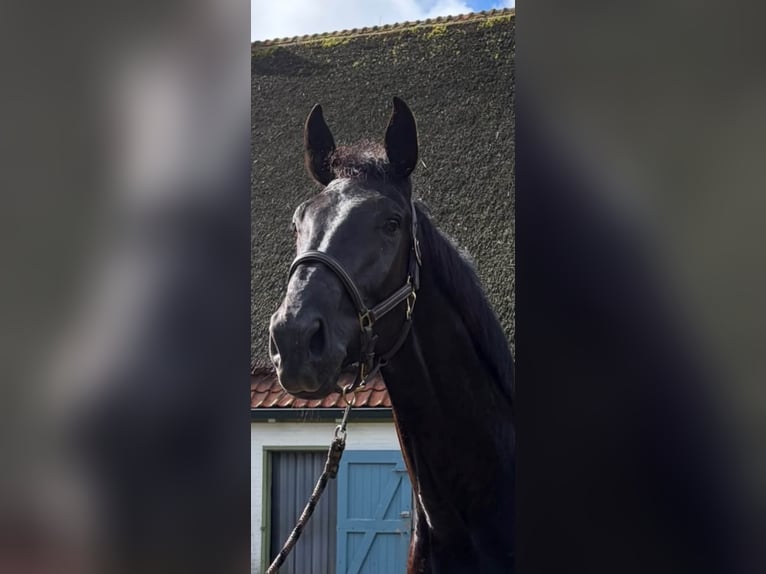 KWPN Wallach 4 Jahre 178 cm Rappe in Slootdorp