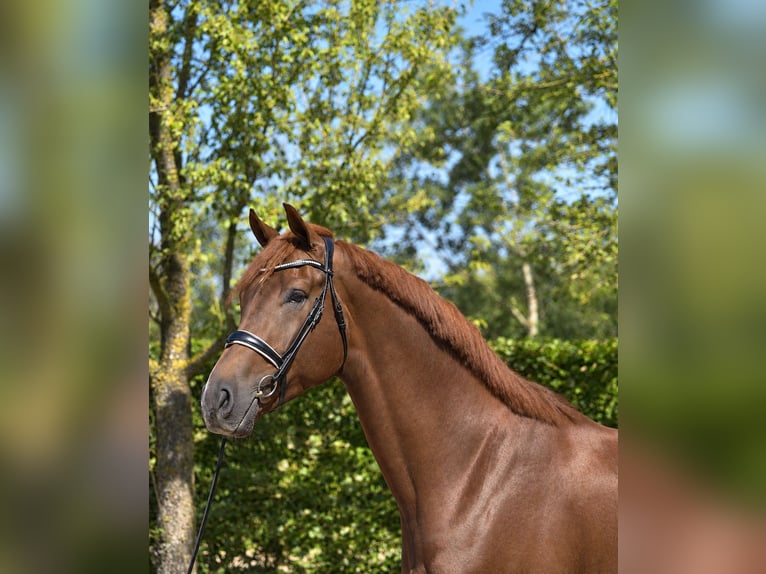 KWPN Wallach 4 Jahre 182 cm Dunkelfuchs in Diever