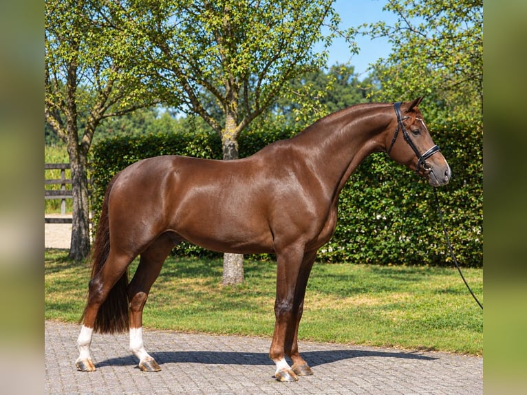 KWPN Wallach 4 Jahre 182 cm Dunkelfuchs in Diever