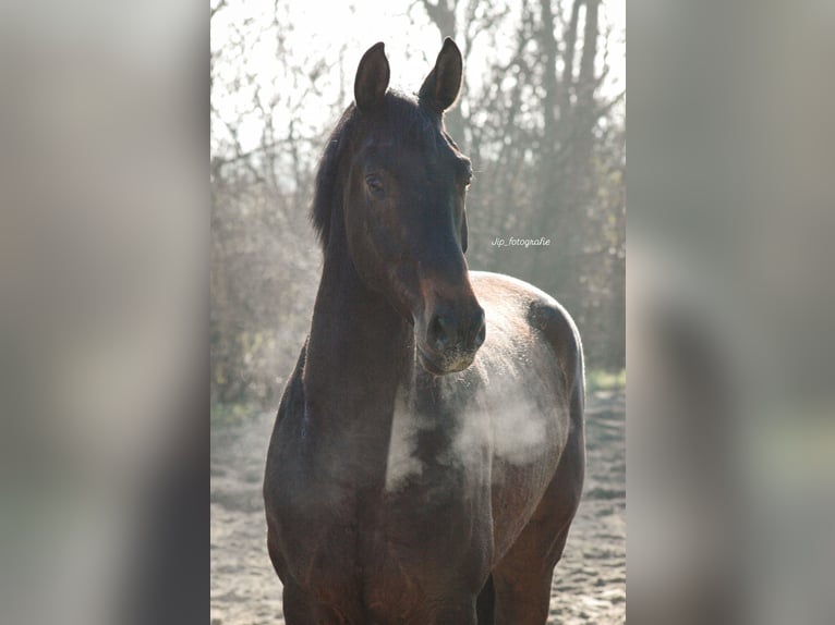 KWPN Wallach 4 Jahre in Swifterbant