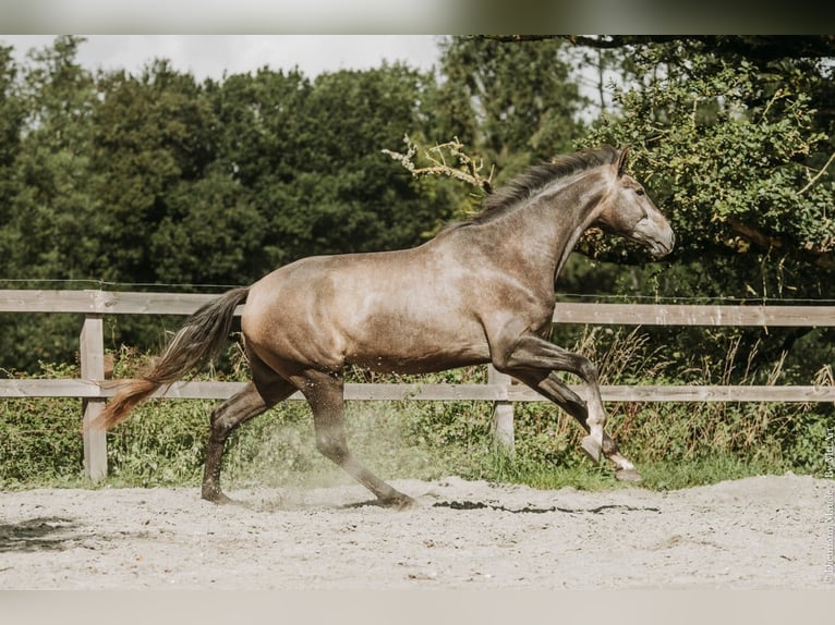 KWPN Wallach 4 Jahre Schimmel in Bretagne