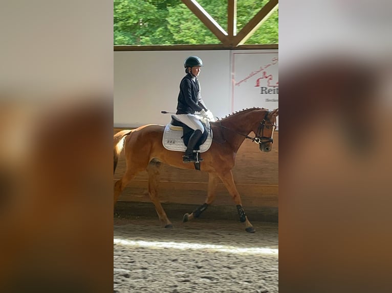 KWPN Wallach 5 Jahre 152 cm Fuchs in Magstadt
