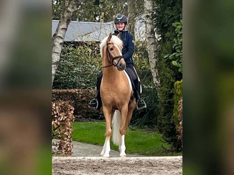 KWPN Wallach 5 Jahre 153 cm Palomino in Groningen