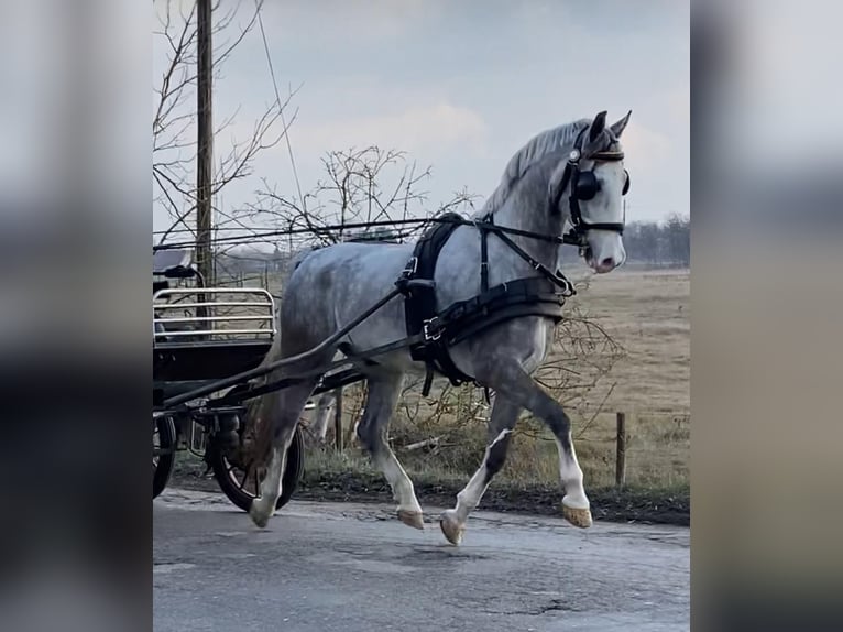 KWPN Wallach 5 Jahre 158 cm Schimmel in Tass