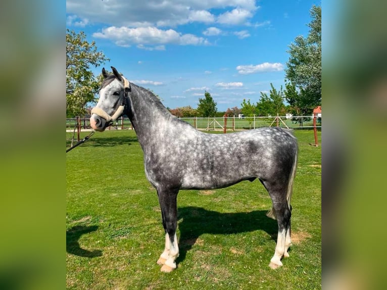 KWPN Wallach 5 Jahre 158 cm Schimmel in Tass
