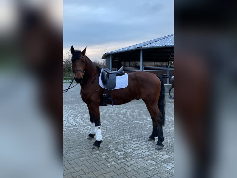 KWPN Mix Wallach 5 Jahre 162 cm Brauner in Delitzsch KWPN Mix Wallach 5 Jahre 162 cm Brauner in Delitzsch