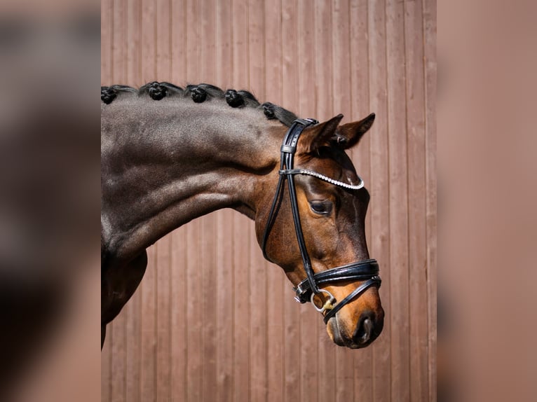 KWPN Wallach 5 Jahre 162 cm Dunkelbrauner in Mömbris