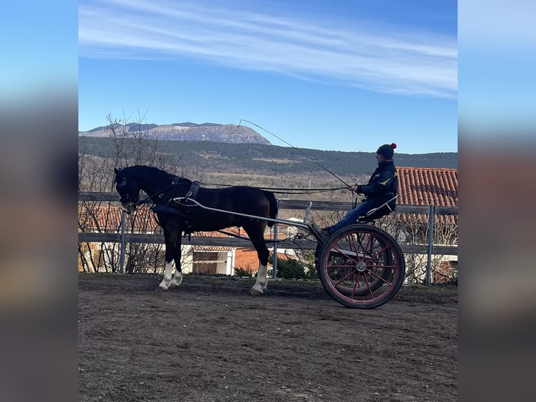 KWPN Wallach 5 Jahre 162 cm Dunkelbrauner in Sežana