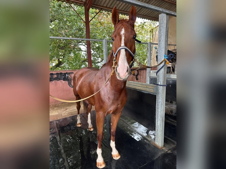 KWPN Wallach 5 Jahre 162 cm Fuchs in Réalville