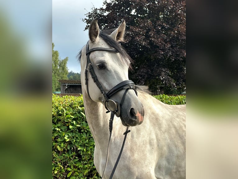 KWPN Wallach 5 Jahre 162 cm Schimmel in Nienburg (Weser)