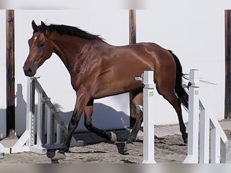 KWPN Wallach 5 Jahre 163 cm Brauner in Waddinxveen