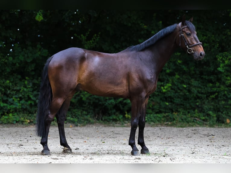 KWPN Wallach 5 Jahre 163 cm Dunkelbrauner in Harkstede