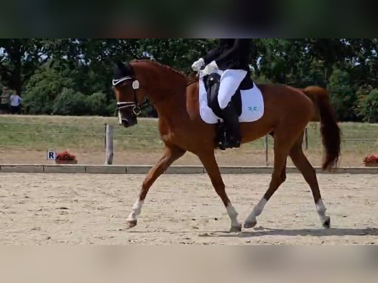 KWPN Wallach 5 Jahre 163 cm Fuchs in Lonnig