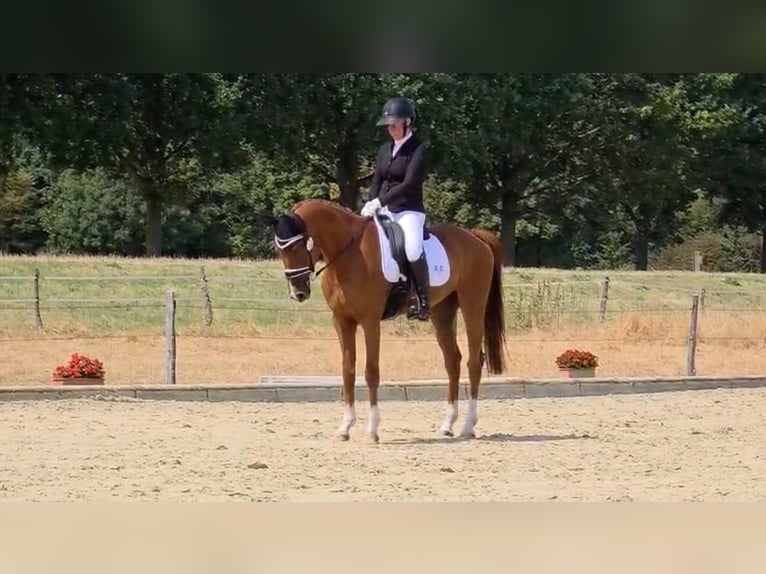 KWPN Wallach 5 Jahre 163 cm Fuchs in Lonnig