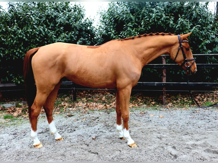 KWPN Wallach 5 Jahre 163 cm Fuchs in Meppen