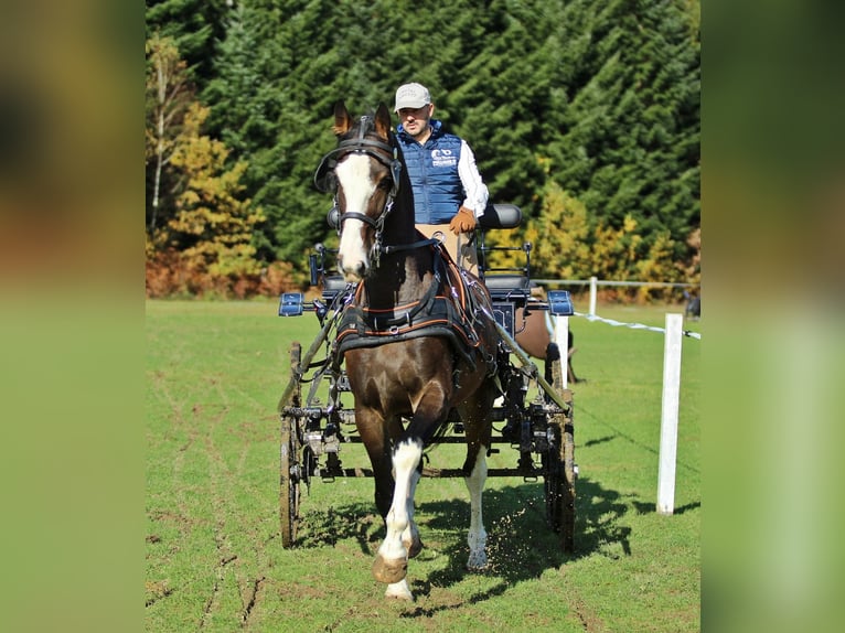 KWPN Wallach 5 Jahre 164 cm Brauner in Kamnik