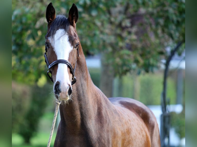 KWPN Wallach 5 Jahre 164 cm Brauner in Kamnik