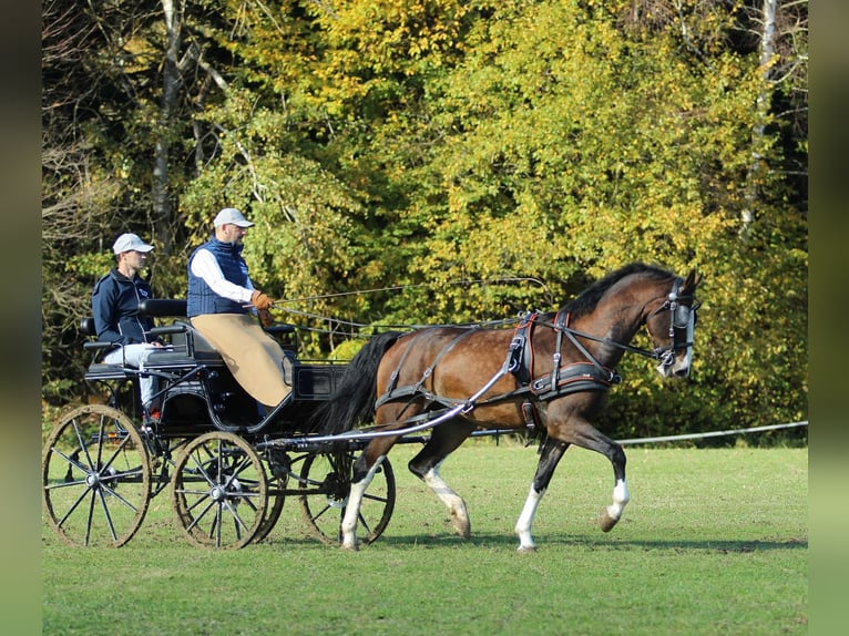 KWPN Wallach 5 Jahre 164 cm Brauner in Kamnik