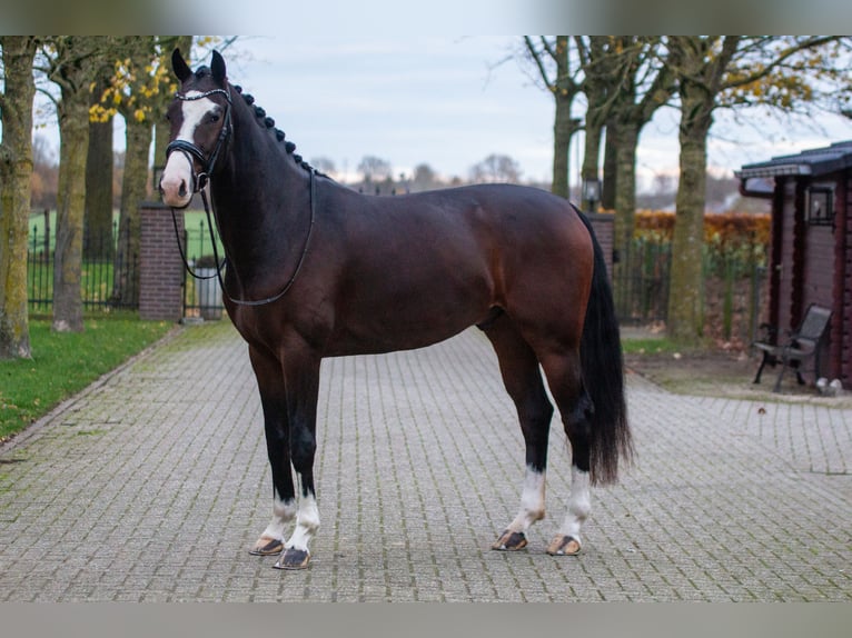 KWPN Wallach 5 Jahre 165 cm Brauner in Lathum