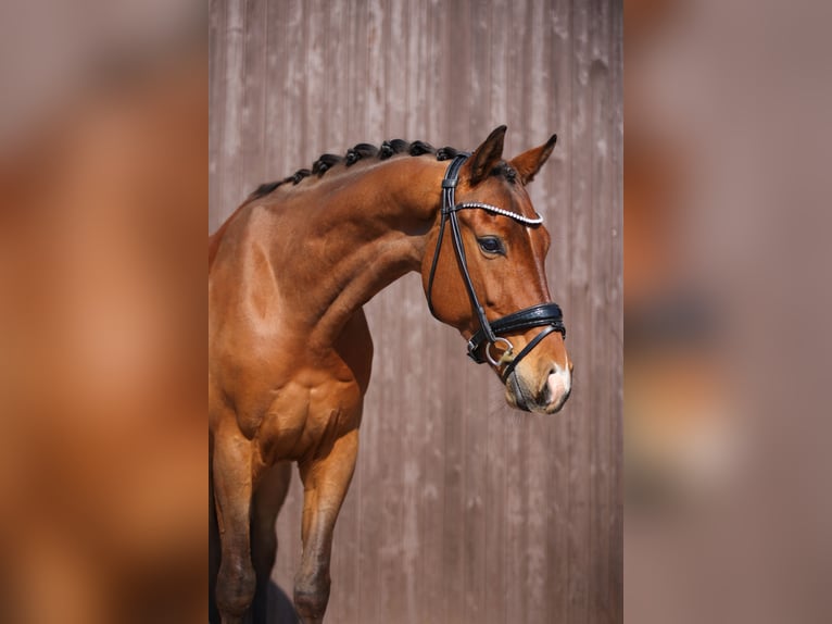 KWPN Wallach 5 Jahre 165 cm Brauner in Mömbris