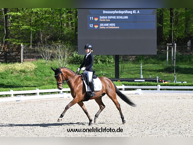 KWPN Wallach 5 Jahre 165 cm Brauner in Mömbris