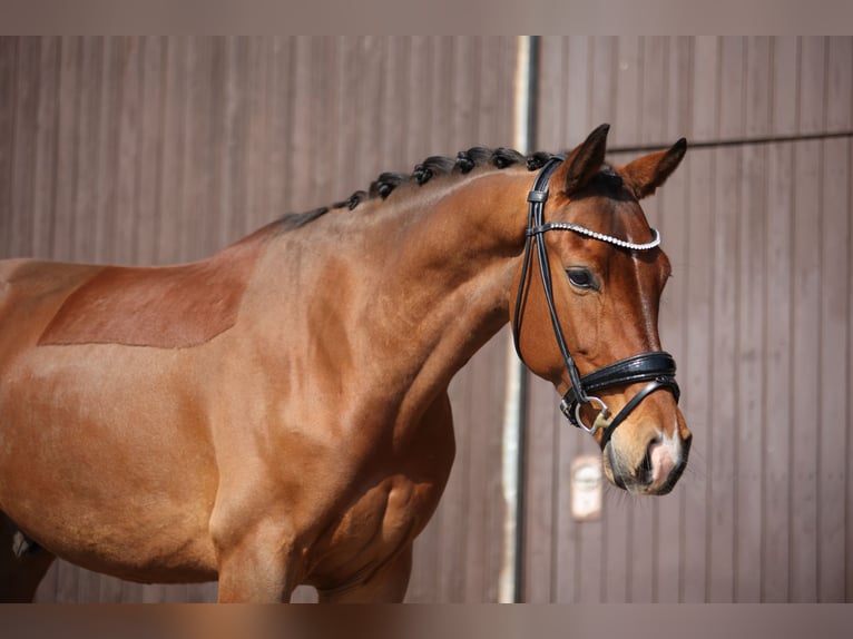 KWPN Wallach 5 Jahre 165 cm Brauner in Mömbris