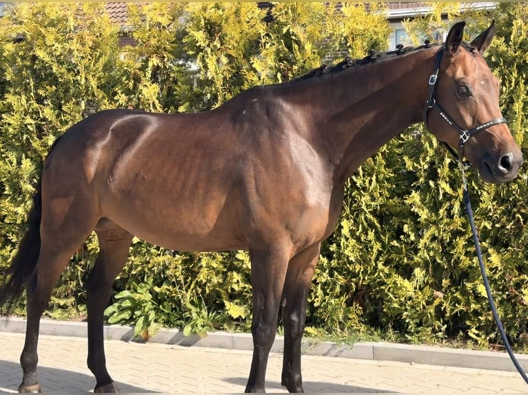 KWPN Wallach 5 Jahre 165 cm Brauner in Nettetal
