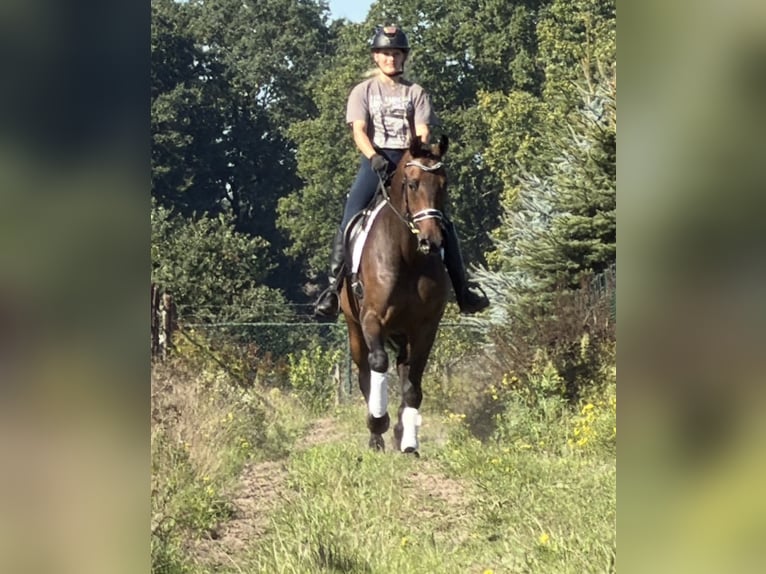 KWPN Wallach 5 Jahre 165 cm Brauner in Nettetal