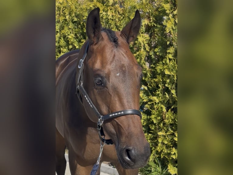 KWPN Wallach 5 Jahre 165 cm Brauner in Nettetal