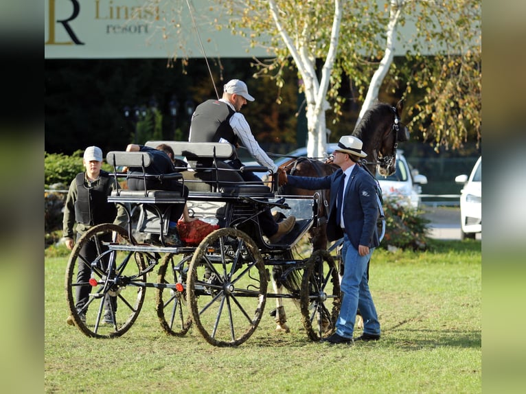 KWPN Wallach 5 Jahre 165 cm Brauner in Kamnik
