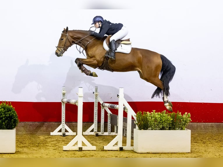 KWPN Wallach 5 Jahre 165 cm Brauner in Waddinxveen