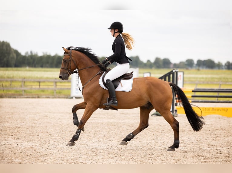 KWPN Wallach 5 Jahre 165 cm Hellbrauner in Zuidlaren
