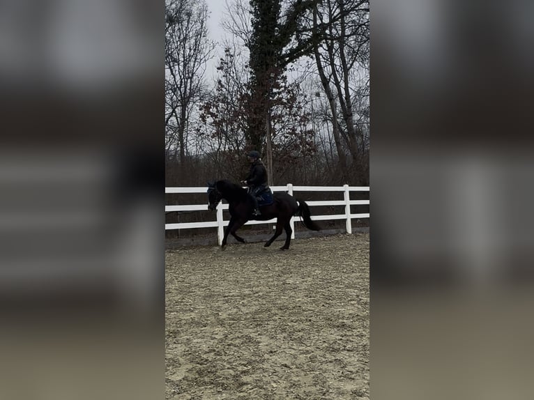 KWPN Wallach 5 Jahre 165 cm Rappe in Gaienhofen