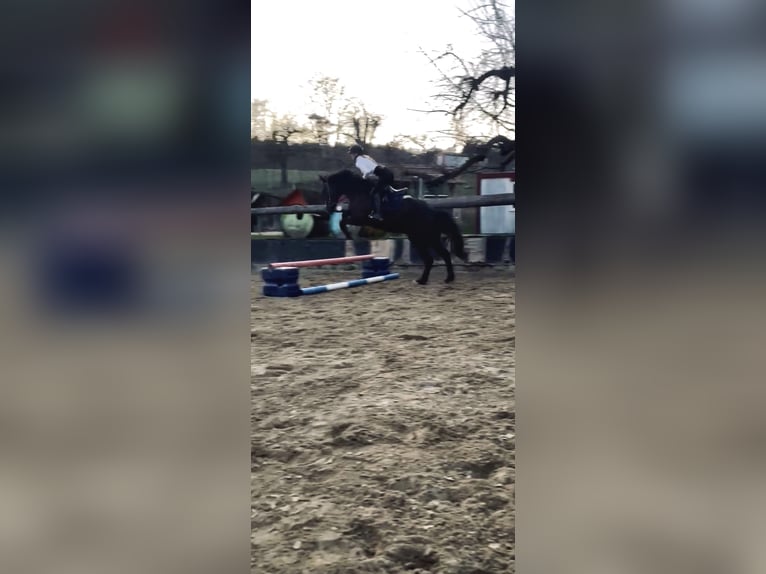 KWPN Wallach 5 Jahre 165 cm Rappe in Gaienhofen