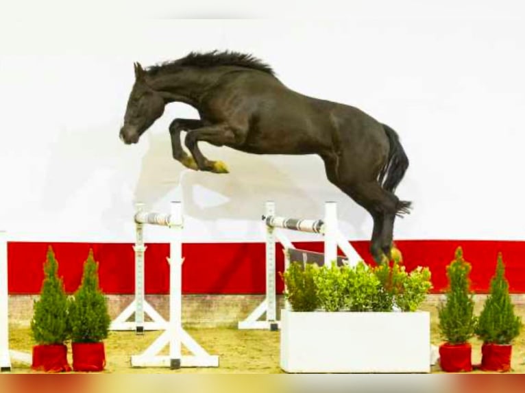 KWPN Wallach 5 Jahre 165 cm Rappe in Gaienhofen