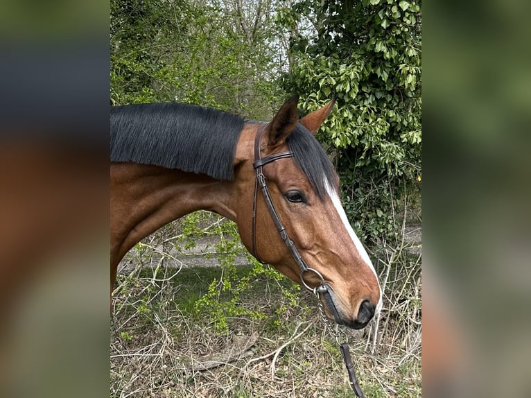 KWPN Wallach 5 Jahre 165 cm Rotbrauner in Walsham le willows