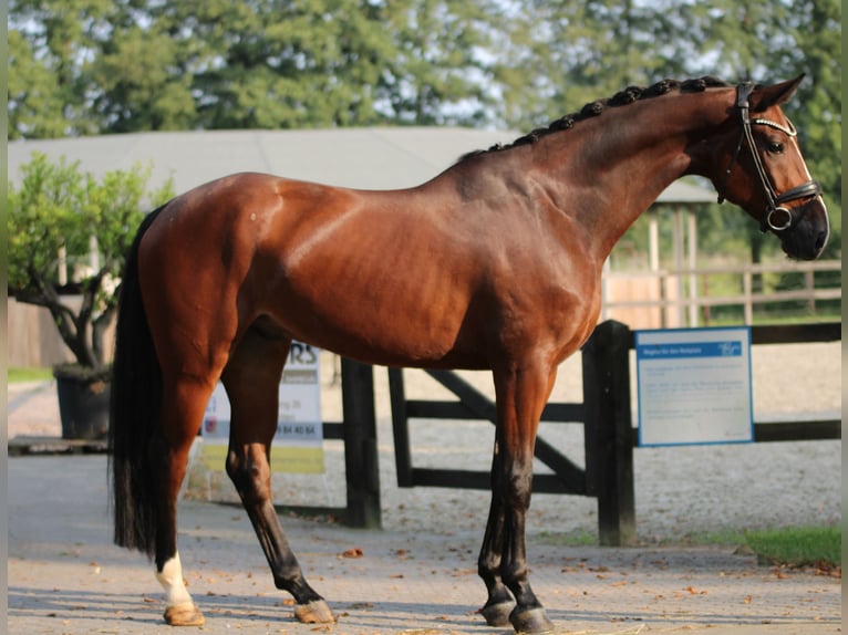 KWPN Wallach 5 Jahre 166 cm Brauner in Xanten