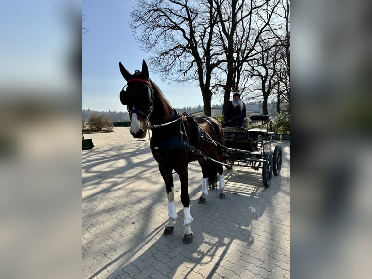 KWPN Wallach 5 Jahre 166 cm Dunkelbrauner in Negernbötel
