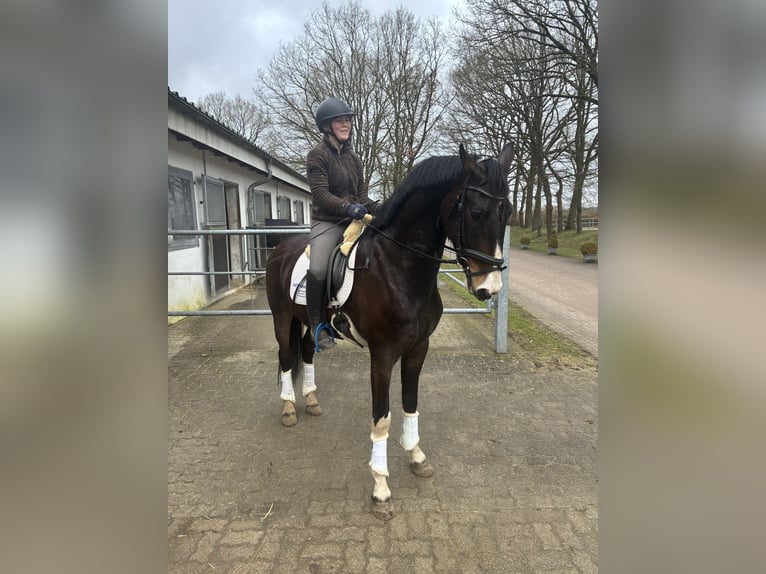 KWPN Wallach 5 Jahre 166 cm Dunkelbrauner in Negernbötel