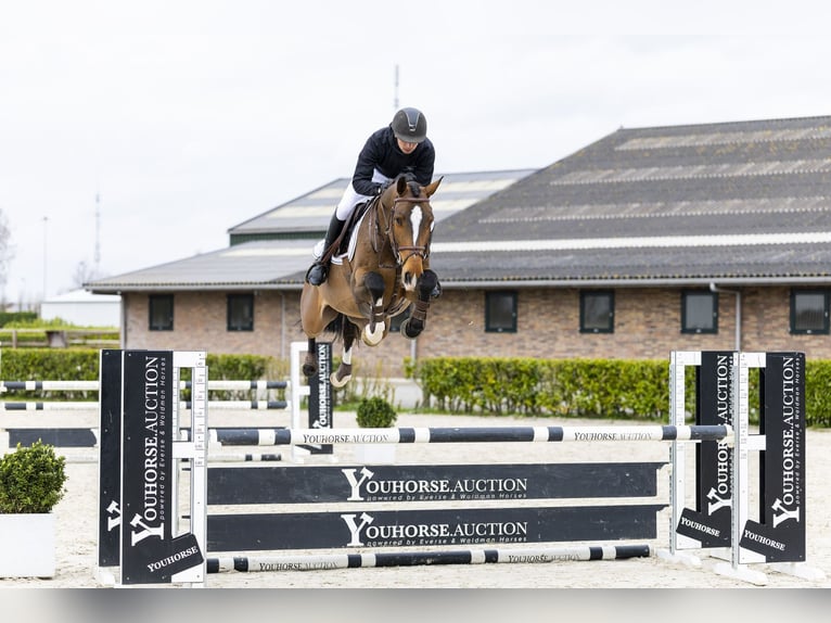 KWPN Wallach 5 Jahre 166 cm Dunkelbrauner in Waddinxveen