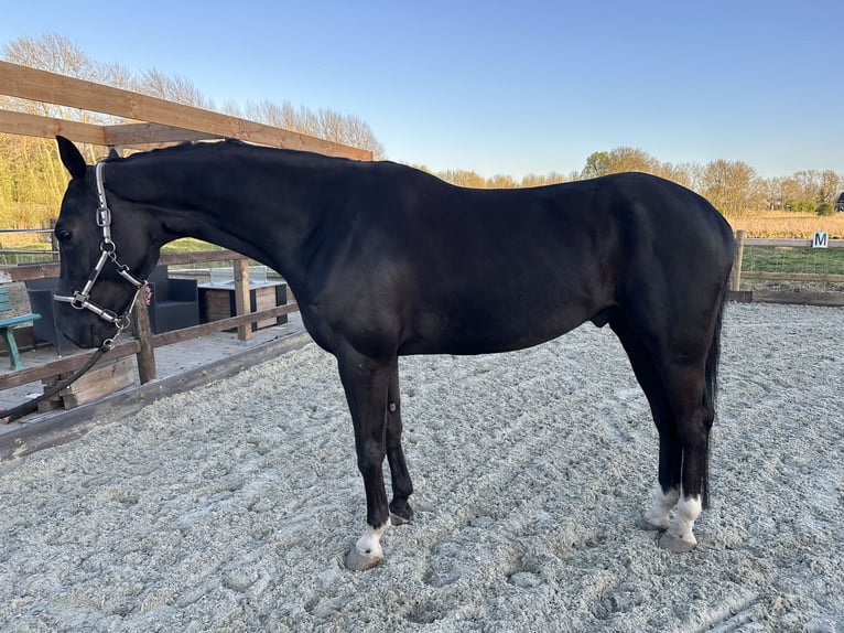 KWPN Wallach 5 Jahre 166 cm Rappe in Zwartewaal