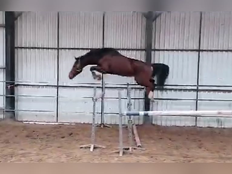 KWPN Wallach 5 Jahre 167 cm Brauner in Diepenveen