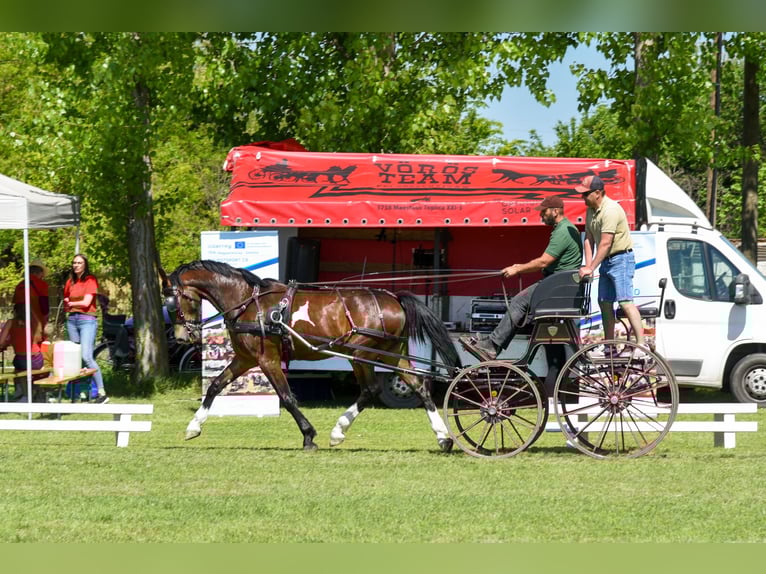 KWPN Wallach 5 Jahre 167 cm Brauner in Szatymaz