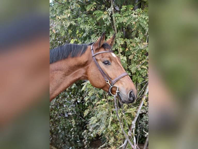 KWPN Wallach 5 Jahre 167 cm Brauner in Geilenkirchen