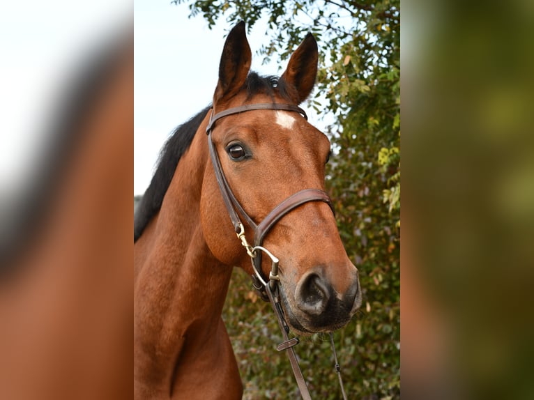 KWPN Wallach 5 Jahre 167 cm Brauner in Geilenkirchen