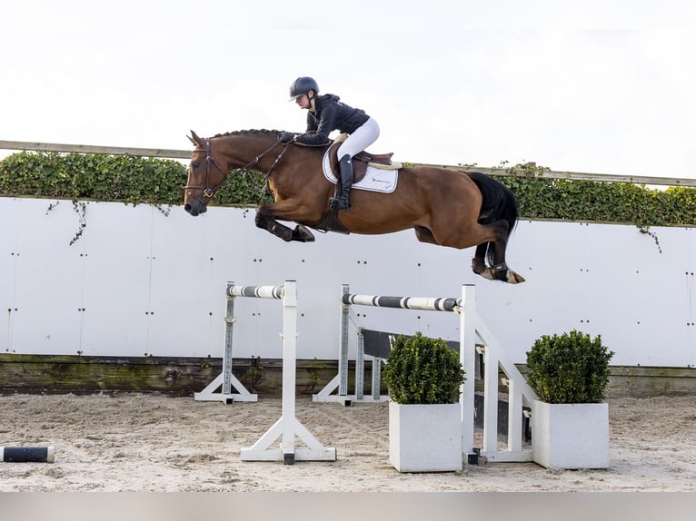 KWPN Wallach 5 Jahre 167 cm Brauner in Waddinxveen