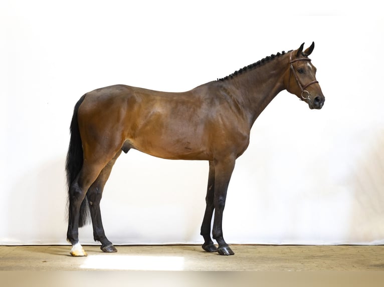 KWPN Wallach 5 Jahre 167 cm Dunkelbrauner in Waddinxveen